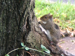 Sciurus carolinensis