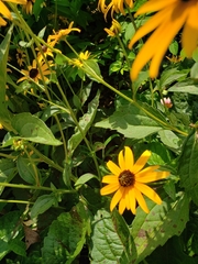 Halictus