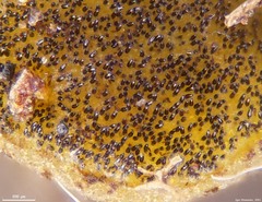 Ascobolus furfuraceus