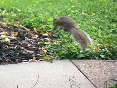 Sciurus carolinensis