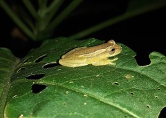 Dendropsophus decipiens