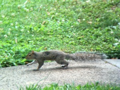 Sciurus carolinensis