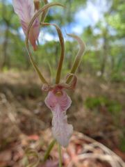 Eulophia venulosa image