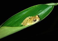 Dendropsophus branneri