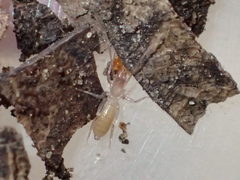 Hubbardia pentapeltis