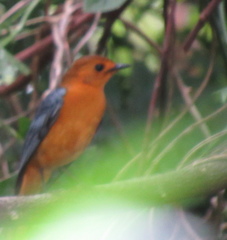 Cossypha natalensis natalensis