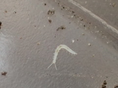 Symphyla