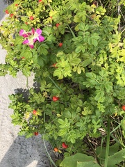 Rosa rugosa