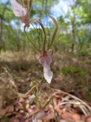 Eulophia venulosa image