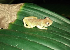 Dendropsophus branneri