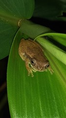 Dendropsophus branneri