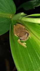 Dendropsophus branneri