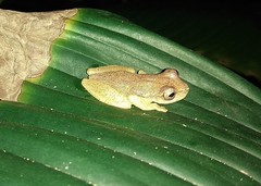 Dendropsophus branneri