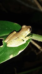 Dendropsophus branneri