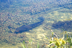 Channa aurolineata