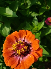 Lasioglossum