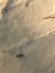 Cataglyphis nodus