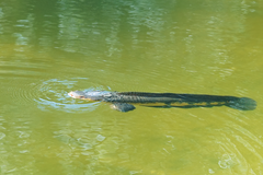 Channa aurolineata