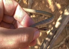 Chironius quadricarinatus