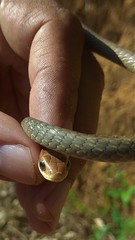 Chironius quadricarinatus