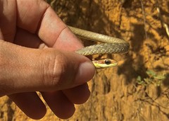 Chironius quadricarinatus