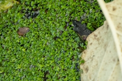 Trachemys grayi grayi