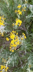 Senecio carnerensis