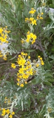 Senecio carnerensis