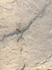Cataglyphis nodus