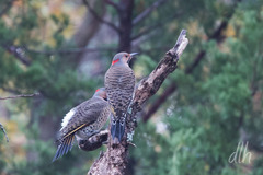 Colaptes auratus auratus