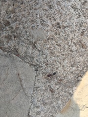 Cataglyphis nodus