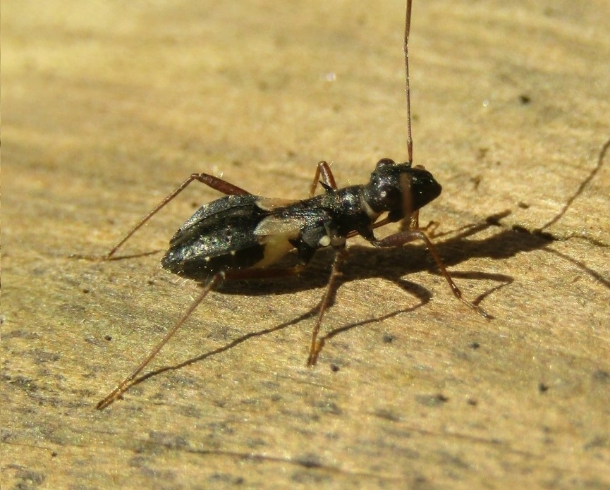 Cydamus celeripes
