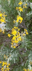 Senecio carnerensis
