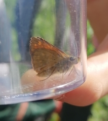 Ochlodes sylvanus