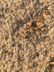 Cataglyphis nodus