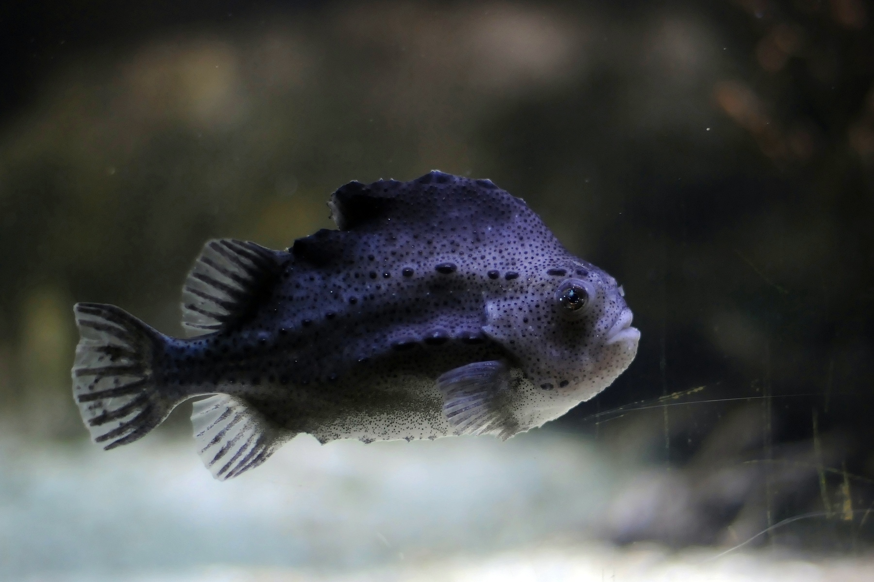 Blobfish, Marine Wiki