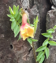 Polemonium pauciflorum