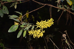 Galphimia glauca