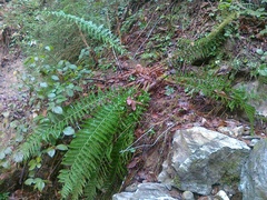 Polystichum × luerssenii