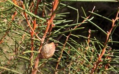Hakea mitchellii