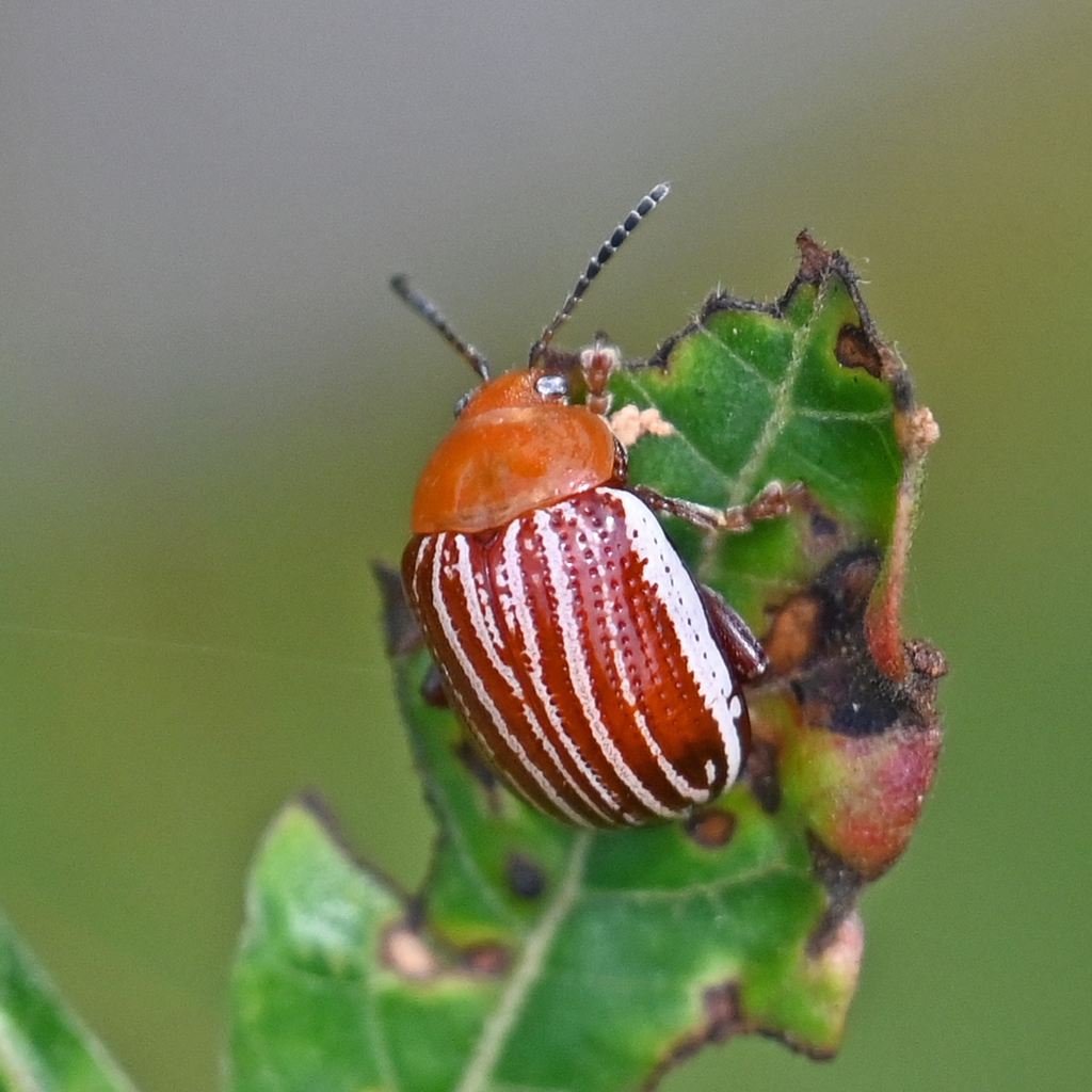 Sumac Flea Beetle