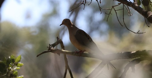 photo of Mourning Dove (Zenaida macroura)