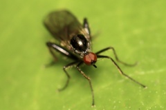 Hybotinae