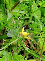 Erythrodiplax abjecta