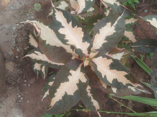 Graptophyllum pictum