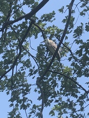Egretta caerulea × thula