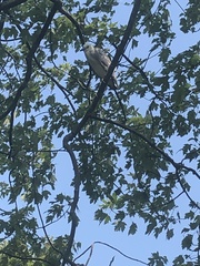 Egretta caerulea × thula