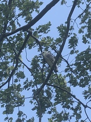 Egretta caerulea × thula