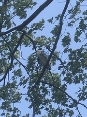 Egretta caerulea × thula