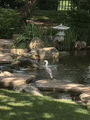 Egretta caerulea × thula